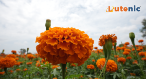 Botanic Healthcare Announces Positive Results from Clinical Study on Marigold-Derived Lutein & Zeaxanthin – Lutenic® for Visual Performance